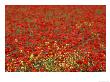 Field Of Poppies, Vaucluse, France by Alain Christof Limited Edition Pricing Art Print
