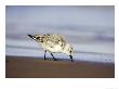 Sanderling, Adult In Winter Plumage Feeding Along Tide Line On Beach, Uk by Mark Hamblin Limited Edition Print