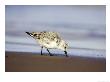 Sanderling, Adult In Winter Plumage Feeding Along Tide Line On Beach, Uk by Mark Hamblin Limited Edition Pricing Art Print