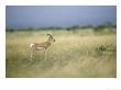 Sommerings Gazelle, Standing, Ethiopia by Patricio Robles Gil Limited Edition Print