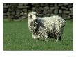 Angora Goat, With Full Fleece, Produces Mohair Wool, S. Yorks by Mark Hamblin Limited Edition Print