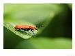 Cardinal Beetle At The Edge Of A Leaf, Middlesex, Uk by Elliott Neep Limited Edition Print