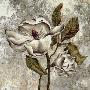 Silver Magnolia Ii by Laurel Lehman Limited Edition Print