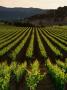 Early Evening Light Over Cabernet Spring Vines At Screaming Eagle Vineyards, Napa Valley, Usa by Wes Walker Limited Edition Print