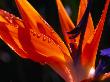 Close-Up Detail Of A Bird Of Paradise (Strelitzia Reginae) Plant, Honolulu, Oahu, Hawaii, Usa by Ann Cecil Limited Edition Print