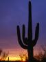 Silhouette Of Saguaro Cactus, Saguaro National Park, Usa by John Elk Iii Limited Edition Print