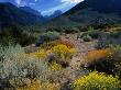 Wildflowers On Trail To Mt. Williamson, Eastern Sierra Nevada Mountains, Owens Valley, Usa by Wes Walker Limited Edition Print