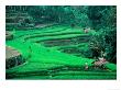 Rice Fields, Cultivation, Bali, Indonesia by Kenneth Garrett Limited Edition Print