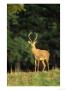 Red Deer, Cervus Elphus, Uk by Mark Hamblin Limited Edition Print