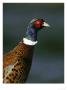 Pheasant, Close Up Of Male, Scotland by Mark Hamblin Limited Edition Print