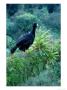 Great Curassow, Single, Mexico by Patricio Robles Gil Limited Edition Print