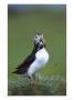 Atlantic Puffin, Adult With Sand Eels, Scotland, Uk by Mark Hamblin Limited Edition Print