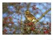 Redwing, Turdus Iliacus Feeding On Hawthorn Berry Uk by Mark Hamblin Limited Edition Print