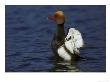 Red-Crested Pochard by Mark Hamblin Limited Edition Pricing Art Print