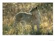 Lion, Young Male In Dry Grassland Botswana, Southern Africa by Mark Hamblin Limited Edition Print