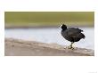 Common Coot, Perched On Edge Of Lake Footpath, St. Albans, Uk by Elliott Neep Limited Edition Print
