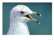 Ring-Billed Gull, Calling, Florida by Brian Kenney Limited Edition Print