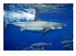 Great White Shark, Adult Female Amongst Scad Mackerel, Baja California, Mexico by Richard Herrmann Limited Edition Print