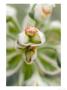 Euphorbia Characias, Silver Swan by Geoff Kidd Limited Edition Pricing Art Print