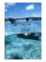 Galapagos Sea Lion, Playful Pups Cavorting, Galapagos by Mark Jones Limited Edition Pricing Art Print