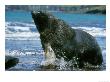 New Zealand (Hooker) Sea Lion, Mating, New Zealand by Mark Jones Limited Edition Print