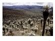 Paramo Del Angel, Freilejon, Northern Andes, Ecuador by Mark Jones Limited Edition Print