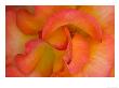 Rose Bloom, Woodland Park Zoo, Rose Garden, Seattle, Washington, Usa by Darrell Gulin Limited Edition Pricing Art Print