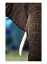 Elephant, Portrait, Mashatu Game Reserve, Botswana by Roger De La Harpe Limited Edition Print