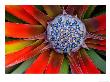 Center Of A Blooming Agave, San Francisco Conservatory, California, Usa by Darrell Gulin Limited Edition Print