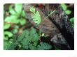 Sensitive Plant, Leaves Closing, Venezuela by Oxford Scientific Limited Edition Print