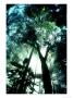 Cloud Forest, Rancho Grande, Venezuela by Oxford Scientific Limited Edition Print