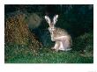 Brown Hare, Grooming, Uk by Mary Plage Limited Edition Print