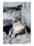 Galapagos Fur Seal, Resting On Rocks, Fernandina Island, Galapagos by Mark Jones Limited Edition Print