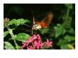 Hummingbird Moth, Aka, Common Clearwing, Taking Nectar, Florida by Brian Kenney Limited Edition Print
