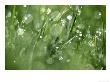 Water Droplets On Grass by Mark Hamblin Limited Edition Pricing Art Print