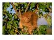 Kitten Relaxing In Tree by Alan And Sandy Carey Limited Edition Print