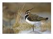 Lapwing, Montrose Basin, Scotland by Niall Benvie Limited Edition Print
