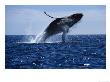 Humpback Whale, Breaching, Sea Of Cortez by Gerard Soury Limited Edition Print