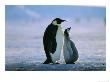 Emperor Penguin, With Chick, Antarctica by David Tipling Limited Edition Print