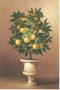 Potted Orange Tree by Welby Limited Edition Pricing Art Print