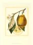 French Lemon Study Ii by A. Risso Limited Edition Print