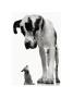 Big Dog, Little Dog by Tim Flach Limited Edition Pricing Art Print