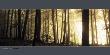 Forest Dawn, Ammersee by Frank Krahmer Limited Edition Print