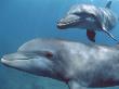 Bottlenose Dolphins, Honduras by Doug Perrine Limited Edition Print