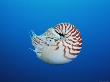 Chambered / Pearly Nautilus, Indo-Pacifi by Doug Perrine Limited Edition Print