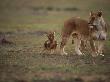 Lion Cub Playing With Mother's Tail, Masai Mara, Kenya by Anup Shah Limited Edition Pricing Art Print