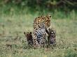 Leopard Mother With Two Cubs, Masai Mara, Kenya by Anup Shah Limited Edition Print