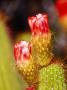 Cactus Flower Detail At Botanical Gardens, Phoenix, Arizona by Lee Foster Limited Edition Print