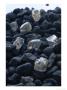 Crystals Scattered Among Pebbles, De Beers Consolidated Mines, South Africa by James P. Blair Limited Edition Print
