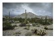 Saguaros Cacti Rise From The Sonoran Desert, Arizona-Mexico Border by James P. Blair Limited Edition Print